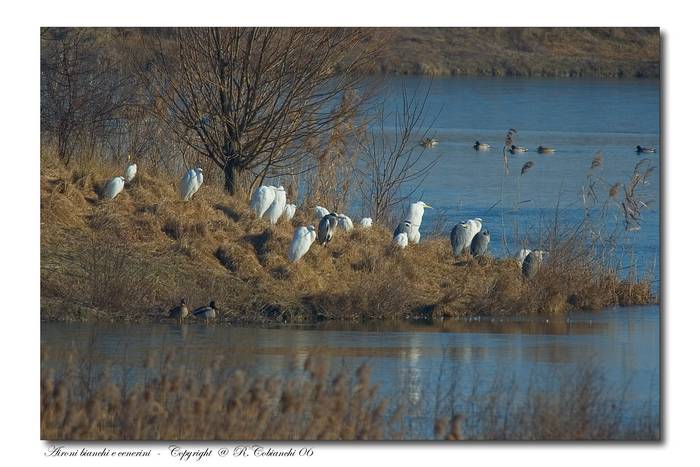 Airone bianco maggiore - Casmerodius albus